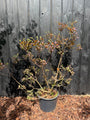 Roter Perückenbaum - Cotinus coggygria 'Royal Purple'
