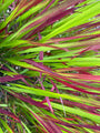 Japanisches Blutgras - Imperata cylindrica 'Red Baron'