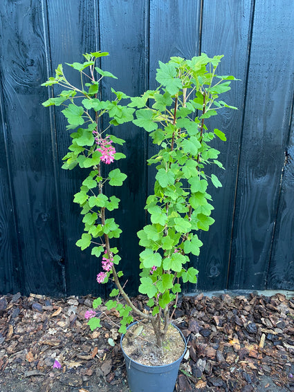 Rote Ribes - Ribes sanguineum 'King Edward VII'