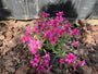 Phlox - Phlox subulata 'Atropurpurea'