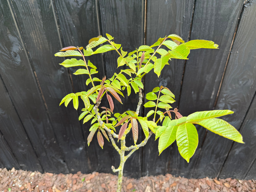 Walnussbaum - Juglans regia