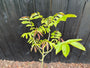Walnussbaum - Juglans regia