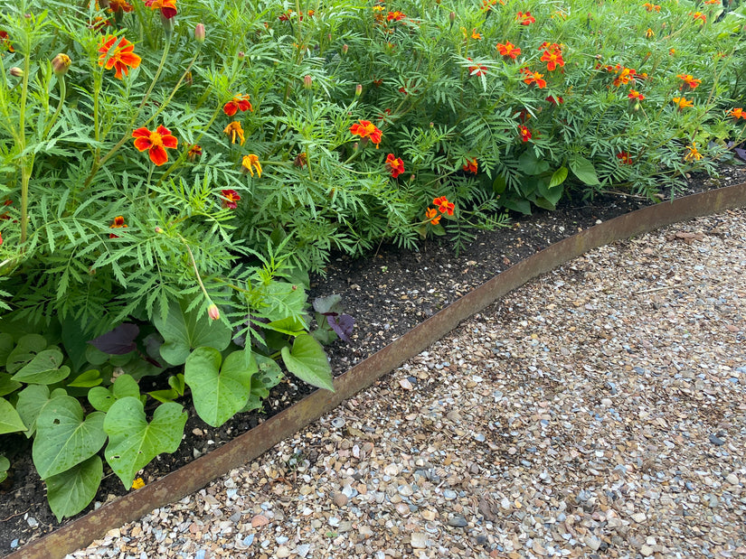 Kleine Ringelblume - Tagetes patula 'Sunshine Orange'