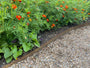 Kleine Ringelblume - Tagetes patula 'Sunshine Orange'