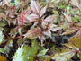Bio Spirea - Astilbe (A) 'Fanal'