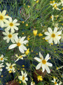 Bio-Mädchenaugen - Coreopsis Verticillata 'Moonbeam'