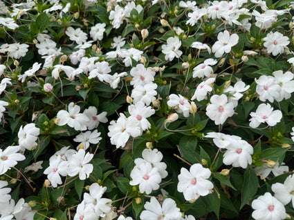 Fleißiger Kernbeißer - Impatiens walleriana 'White'