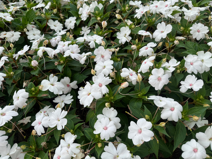 Fleißiger Kernbeißer - Impatiens walleriana 'White'