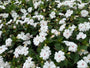 Fleißiger Kernbeißer - Impatiens walleriana 'White'