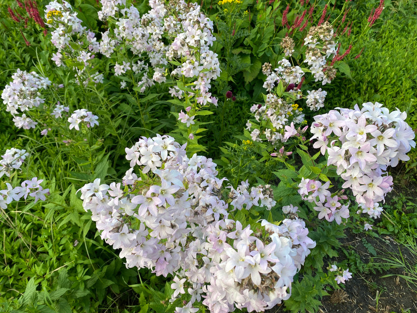 Glockenblume - Campanula lactiflora 'Alba'