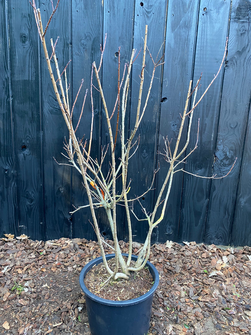 Roter Perückenbaum - Cotinus coggygria 'Royal Purple'