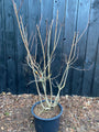 Roter Perückenbaum - Cotinus coggygria 'Royal Purple'