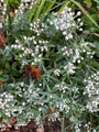 Weißer Knoten - Anaphalis triplinervis (Sibirisches Edelweiß)