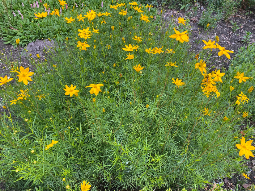 Bio-Mädchenaugen - Coreopsis verticillata 'Grandiflora'