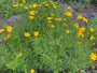 Bio-Mädchenaugen - Coreopsis verticillata 'Grandiflora'