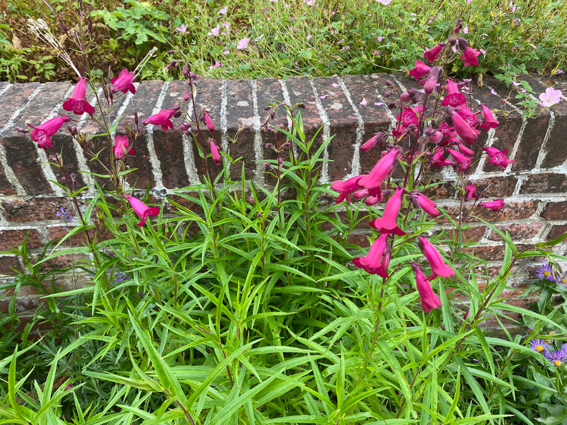 Schlangenkopf - Penstemon 'Schoenholzeri'