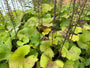 Greiskraut - Ligularia stenocephala 'The Rocket'