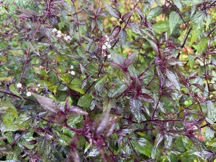 Königinnenkraut - Eupatorium rugosum 'Chocolate'