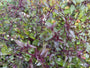 Königinnenkraut - Eupatorium rugosum 'Chocolate'