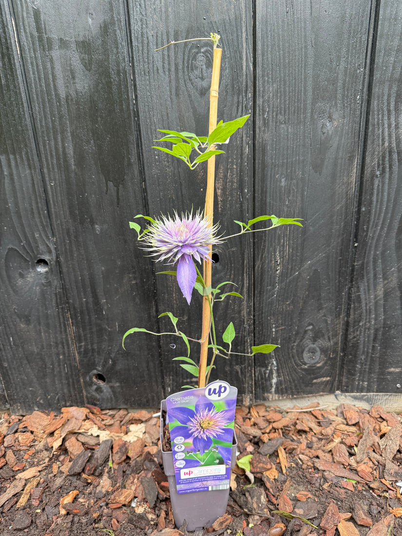 Clematis 'Multi Blue' (Blau)