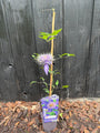 Clematis 'Multi Blue' (Blau)