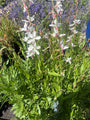 Schöne Kerze - Gaura lindheimeri