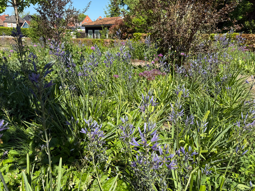 Prärielilie (Blau) - Camassia leichtlinii