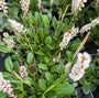Staudenknöterich Rosa/Rot (Niedrige Sorte 25 cm hoch) - Persicaria affinis 'Darjeeling Red' TIPP