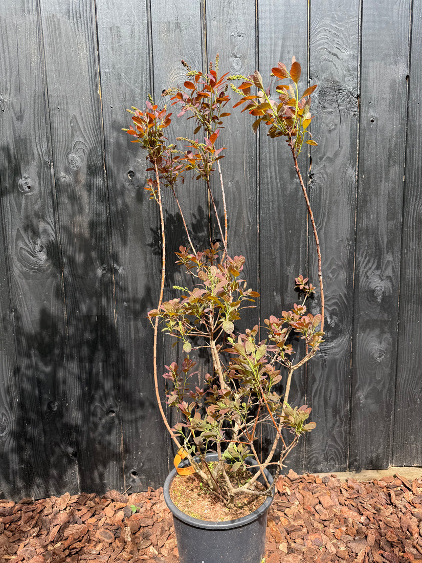 Roter Perückenbaum - Cotinus coggygria 'Royal Purple'