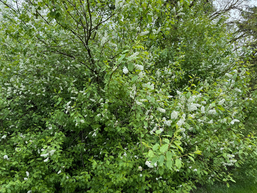Vogelkirsche - Prunus padus