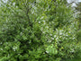 Vogelkirsche - Prunus padus