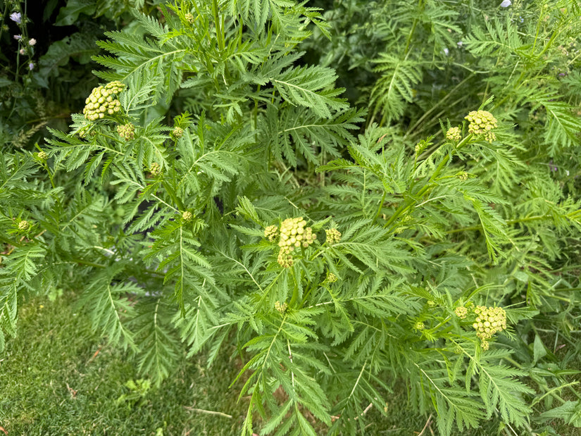 Rainfarn - Tanacetum vulgare