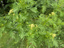 Rainfarn - Tanacetum vulgare