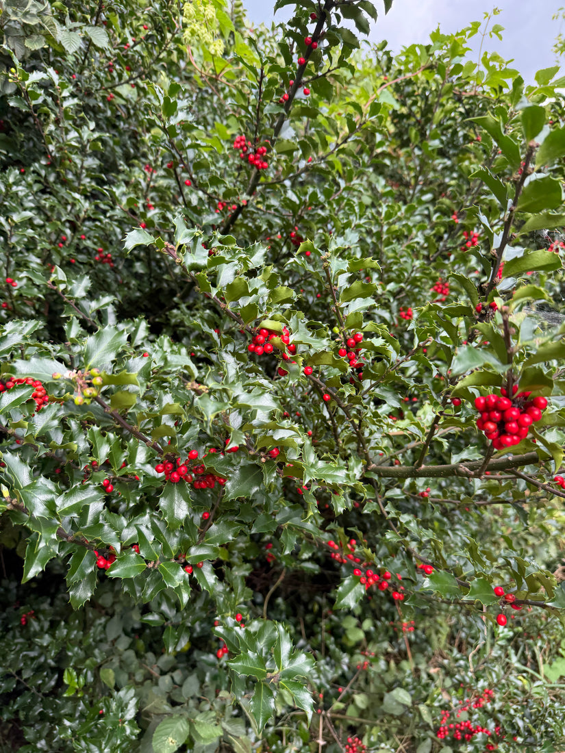 Grüne Stechpalme - Ilex Aquifolium