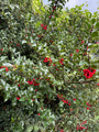 Grüne Stechpalme - Ilex Aquifolium