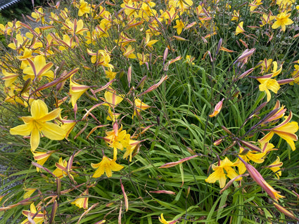 Taglilie - Hemerocallis 'Corky'