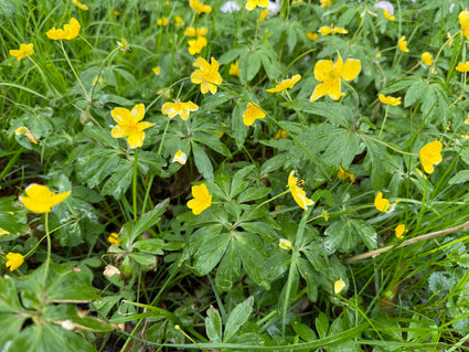 Gelbe Anemone - Anemone ranunculoides