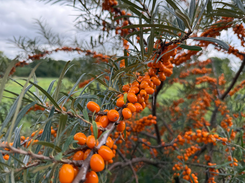 Sanddorn - Hippophae rhamnoides