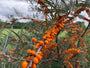 Sanddorn - Hippophae rhamnoides