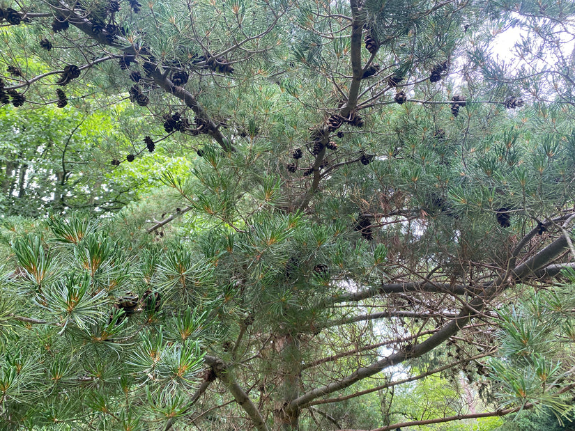 Japanische Weißkiefer - Pinus parviflora 'Glauca' (Bonsai)