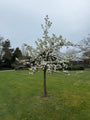 Bio-Birnbaum - Pyrus communis 'Bonne Louise d'Avranches'