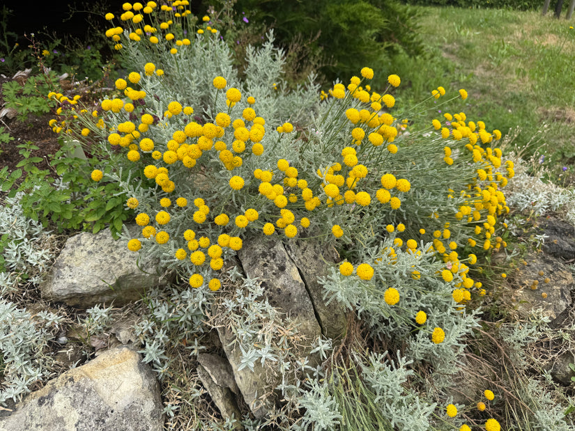 Zypressenkraut (Gelb) - Santolina chamaecyparissus - Heiligenblume