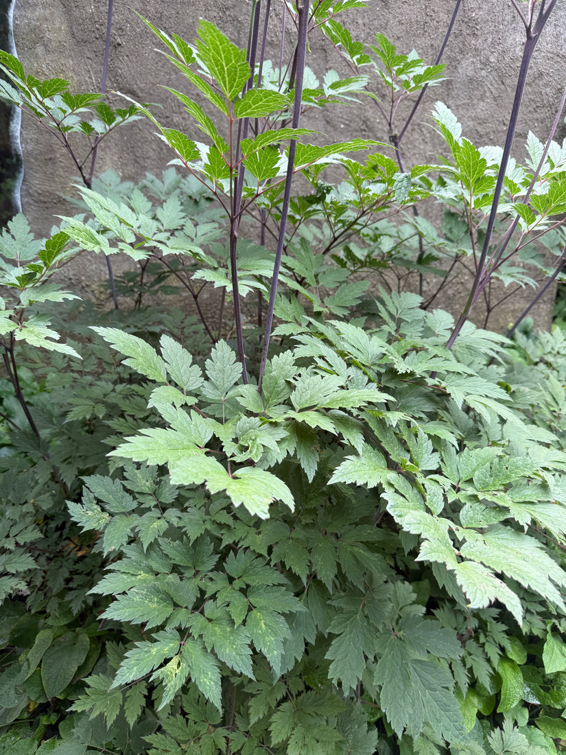 Traubensilberkerze - Actaea racemosa (Cimicifuga)