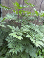 Traubensilberkerze - Actaea racemosa (Cimicifuga)