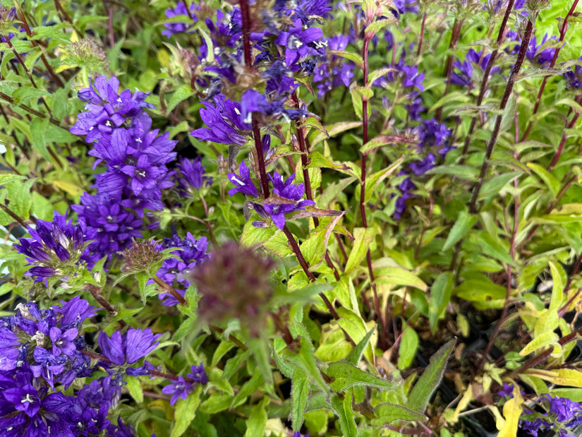 Glockenblume - Campanula glomerata 'Superba'
