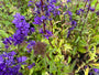 Glockenblume - Campanula glomerata 'Superba'