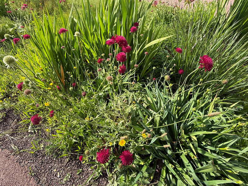Wiesenkrone - Knautia macedonica
