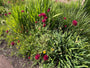 Wiesenkrone - Knautia macedonica
