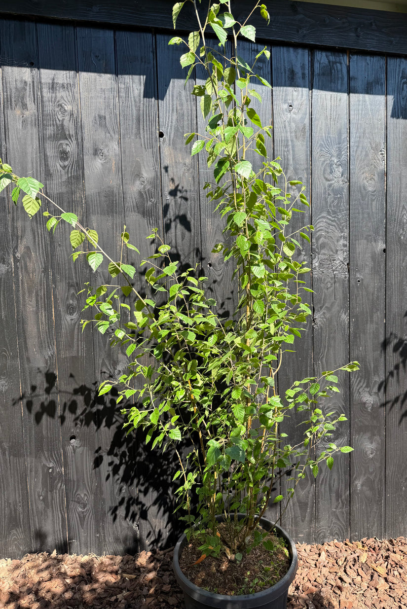 Birke - Betula Utilis 'Doorenbos'