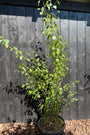 Birke - Betula Utilis 'Doorenbos'